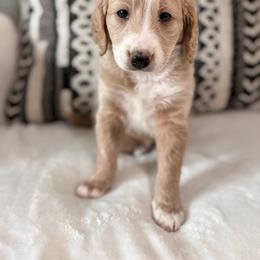 Laila - Brown and white female Bernedoodle puppy in Jacksonville, Florida from Star of the Sea Doodles
