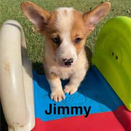 Jimmy - Red male Pembroke Welsh Corgi puppy in Apison, Tennessee from Ashmore Corgis