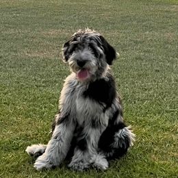Poodle and Sheepadoodle All Grown Up from Kitandkboodle's Doodles