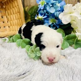Linus - Black and white male Aussiedoodle puppy in Hamilton, Michigan from White Pine Farm