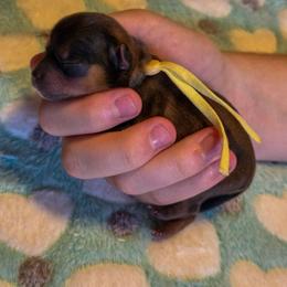 Honey - Yellow Collar - Gold female Shorkie puppy in Troy, Ohio from Ever After Tails
