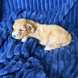Peach Girl 2 - Apricot female Cavapoo puppy in Nampa,, Idaho from Clig Doodle Days