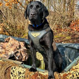 Labrador Retrievers from William Schulz's Labrador Retrievers