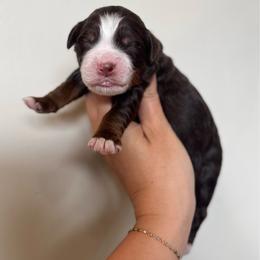 Christmas Pup-Buddha - Brown male Bernedoodle puppy in Bountiful, Utah from EasyBreezyDoodles