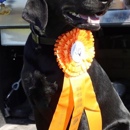 Labrador Retrievers from Slater Kennels