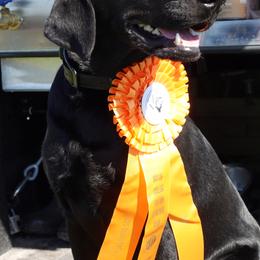 Labrador Retrievers from Slater Kennels