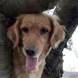 Tilly - Golden Retriever