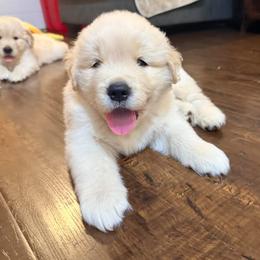 Golden Girl - Golden female Golden Retriever puppy in Lincoln, California from Ray of Sunshine Retrievers