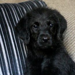 Rosie - Labradoodle puppy in Easley, South Carolina from Moore than Dogs