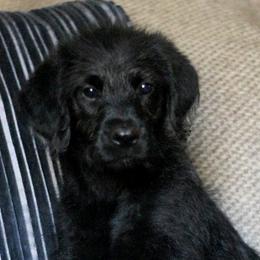 Rosie - Labradoodle puppy in Easley, South Carolina from Moore than Dogs