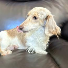 Lilly - Dachshund