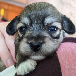 Girl 3 - Fawn sable female Havanese puppy in Mocksville, North Carolina from A New Hope Havanese