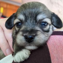 Girl 3 - Fawn sable female Havanese puppy in Mocksville, North Carolina from A New Hope Havanese