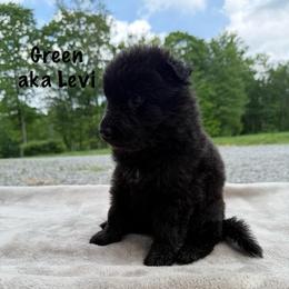 Green AKA Levi - Black male German Shepherd puppy in Terra Alta, West Virginia from Shepherd Country Farm and Kennels