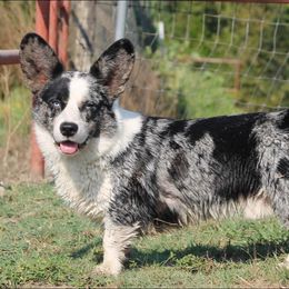 Milo - Cardigan Welsh Corgi