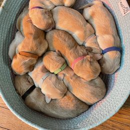Golden Retriever Puppies from Ruff Life Goldens