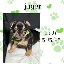 French Bulldog Puppies from Faux Real Frenchies