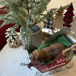 Candy cane - Cream female Dachshund puppy in Perris, California from Doxie_pupps