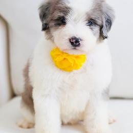 April - Grey and white female Bernedoodle puppy in Diamond Bar, California from Furrytaildoodles
