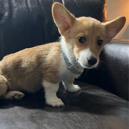 BB Boy 2 - White and red male Pembroke Welsh Corgi puppy in Dickinson, Texas from Gulf Coast Corgis