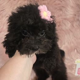 Tinker - Black female Maltipoo puppy in Lebanon, Kentucky from Mosaic Merle Doodles
