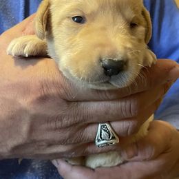 Labrador Retriever Puppies from Farmers Creek Kennels