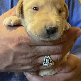 Labrador Retriever Puppies from Farmers Creek Kennels