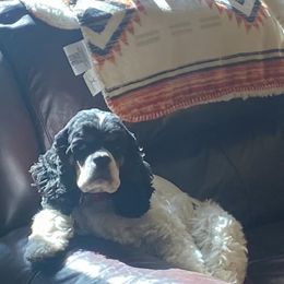 Cocker Spaniel puppies from Scott & Lada’s Pups