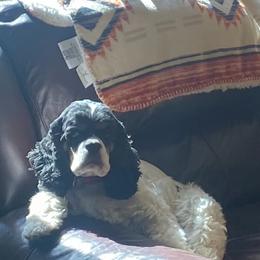 Cocker Spaniel puppies from Scott & Lada’s Pups