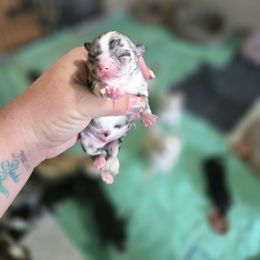 Pequeno sir Nacho - Merle male Chihuahua puppy in Amity, Pennsylvania from Baxters Chihuahuas