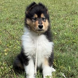 Collie puppies from Edenmore collies