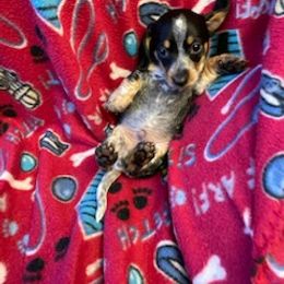 Dachshund Puppies from TGIF Doxies