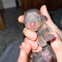 Dachshund Puppies from Dachshund Family Love Breeders