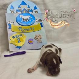 Rapunzel - Liver and white female German Shorthaired Pointer puppy in North Branch, Minnesota from Chrishelle Farm