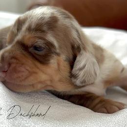 Waylon - Dapple male Dachshund puppy in Karnes County, Texas from Lazzy Z Dachshunds