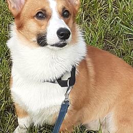 Pembroke Welsh Corgis from Fairy Kings Corgis