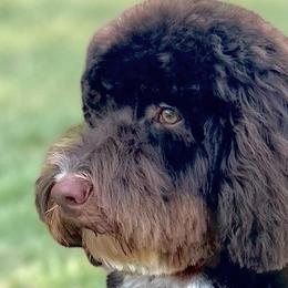 Goldendoodles from RVA DOODLES, LLC