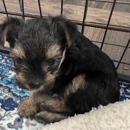 Katy-Blue - Black and tan female Yorkshire Terrier puppy in Lampasas, Texas from Lone Star Yorkies Texas