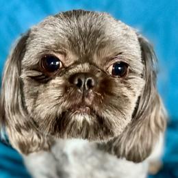 Bastian - Shih Tzu