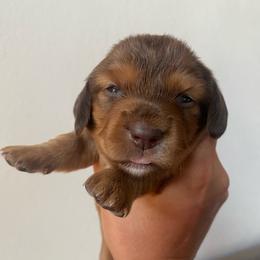 Fawn - Red female Dachshund puppy in Trenton, Florida from Tweenie Weenie Dachshunds
