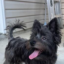 Maltese, Morkie, and Yorkshire Terrier All Grown Up from Little Paws Nursery