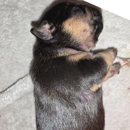 French Bulldog puppies from MarvelousFrenchies