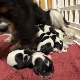 Cavalier King Charles Spaniel Puppies from Michelle Wesner