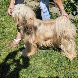 Lexi - Tibetan Terrier