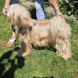 Lexi - Tibetan Terrier