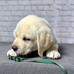 Labrador Retriever Puppies from Flashylabs  AKC GR CHAMPION SIRED