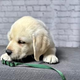 Labrador Retriever Puppies from Flashylabs  AKC GR CHAMPION SIRED