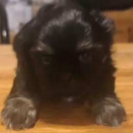 Male 3 - Black and tan male Shih Tzu puppy in Belleville, Michigan from Patricia's Heavenly Earth Angels