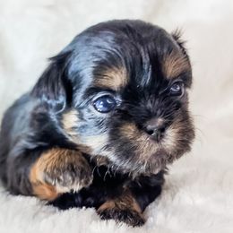 Raven - Black and tan female Shih Tzu puppy in Jacksonville, Florida from Shih Tzus of Jacksonville