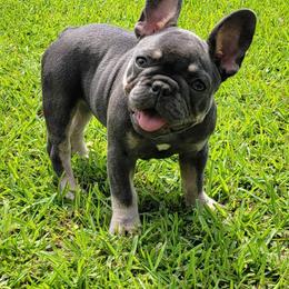 French Bulldog Puppies from Donna Johnson